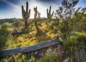 Pegasus Landing of Mesa | Local Arizona desert