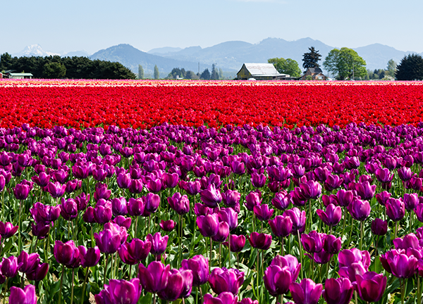 Assisted Senior Living & Care in Marysville, WA | The Gardens