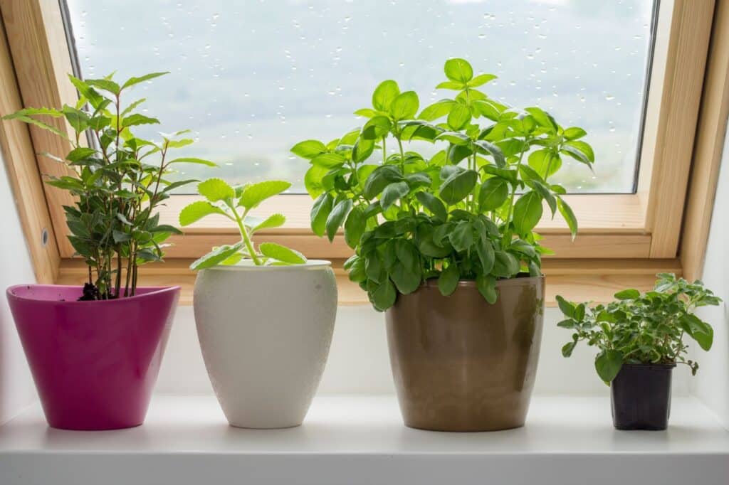 The Legacy at Cimarron in El Paso | Houseplants on a window sill