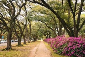 The Legacy at South Plains | Park view