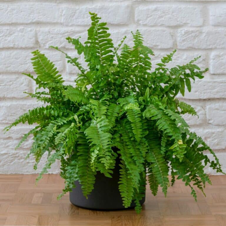 The Rivers at Puyallup | Boston fern