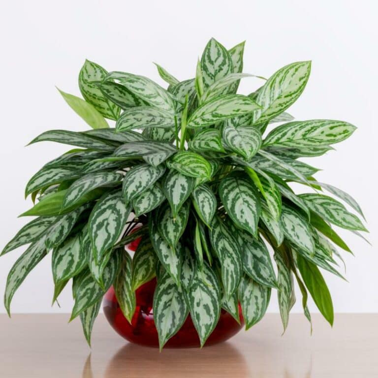 The Rivers at Puyallup | Chinese evergreen