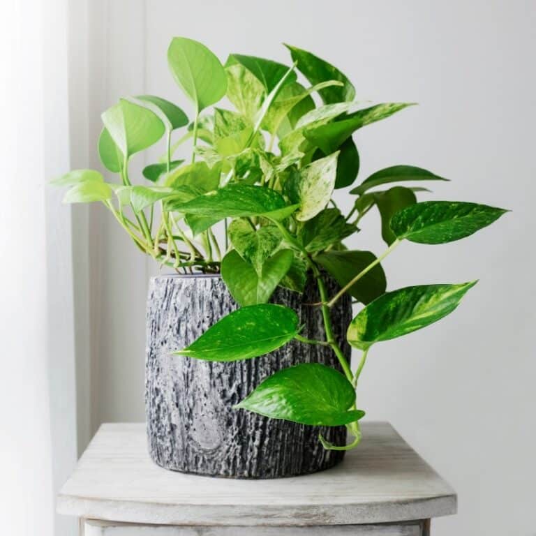 The Rivers at Puyallup | Pothos plant