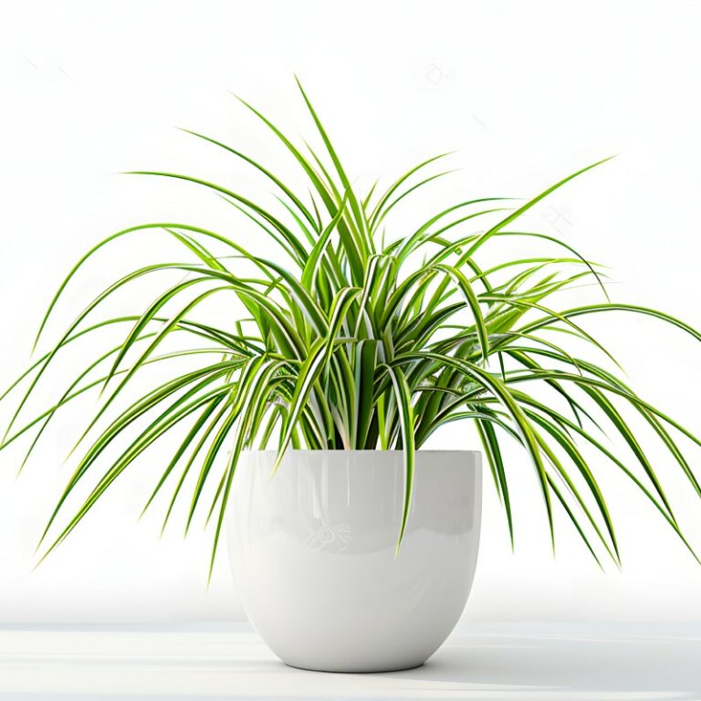 The Rivers at Puyallup | Spider plant